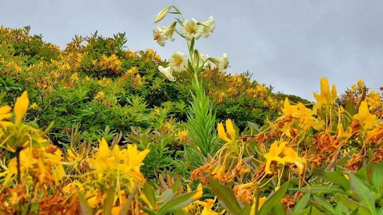 Endemik çiçeği koparmanın bedeli 700 bin TL!