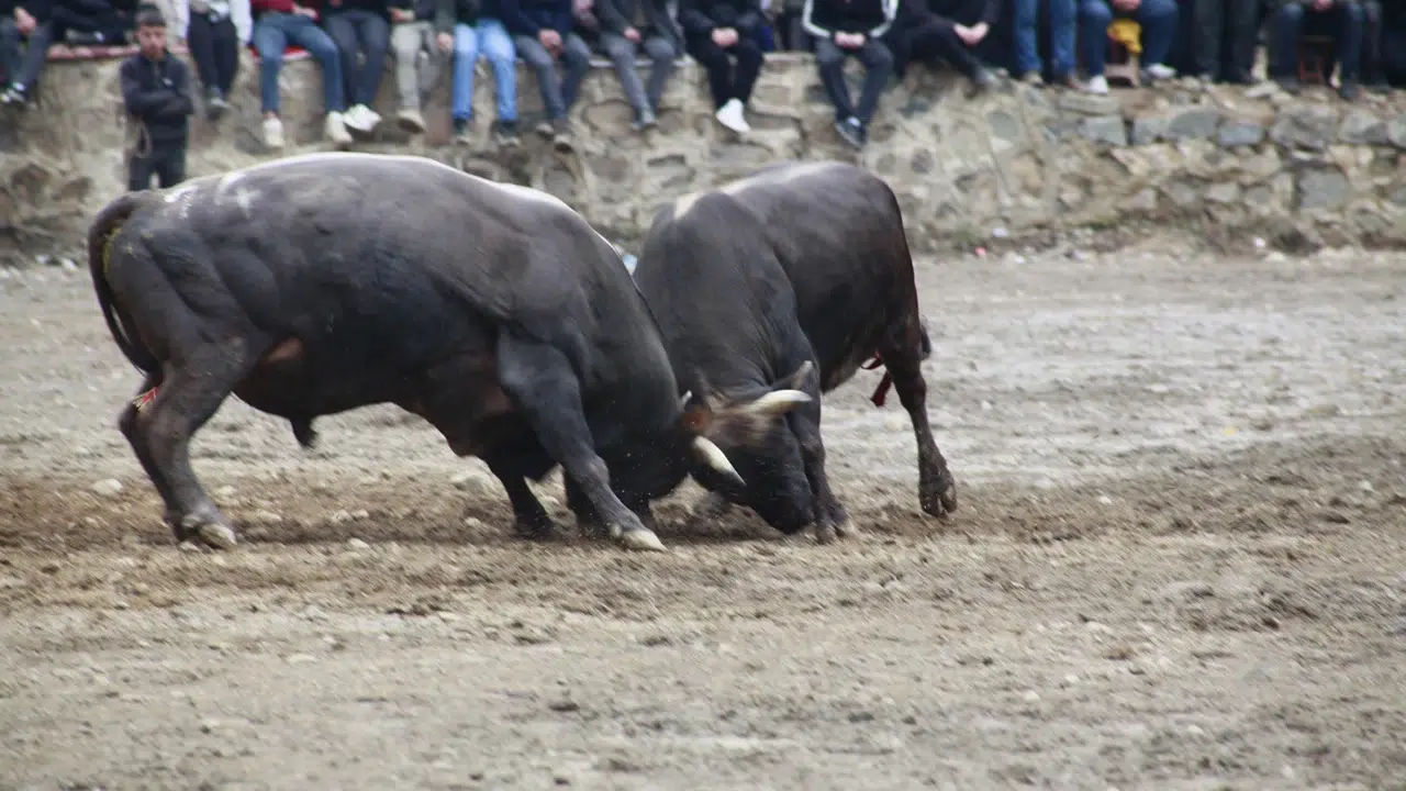 Artvin'de geleneksel boğa güreşleri sezonu açıldı