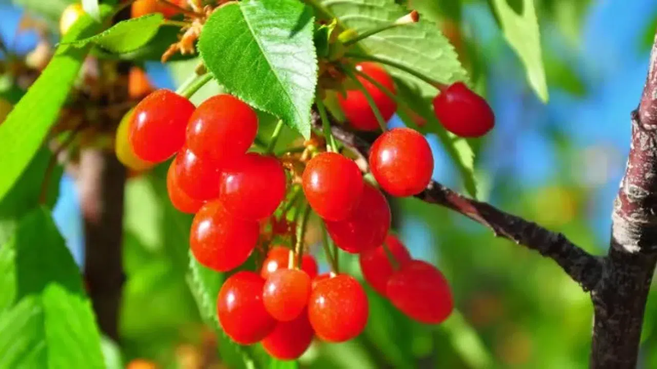 Manisa'da sezonun ilk kirazı satıldı! Fiyatı dudak uçuklattı!