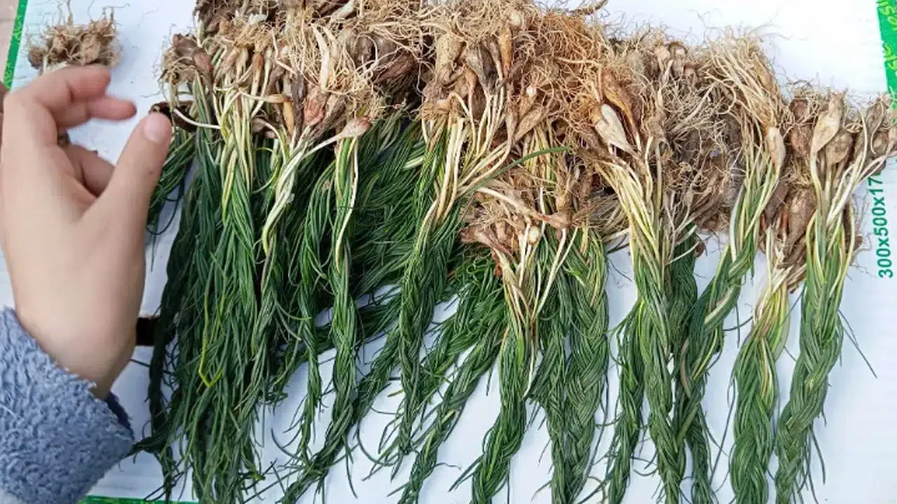 Zuzubak otu neden bu kadar değerli ve özel bir bitki olarak öne çıkıyor?