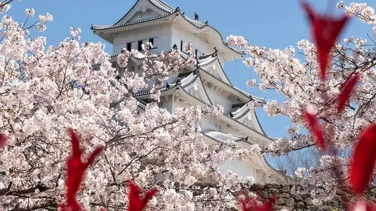 2026 Yılı İçin Japonya'da Kiraz Çiçeği Festivali Tarihleri Nedir?