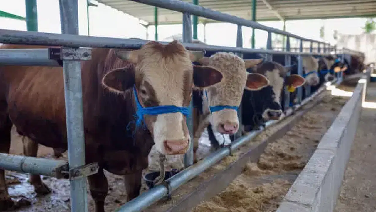 2026 Kurban Bayramı Ne Zaman Başlayacak ve Tatil Süresi Kaç Gün Olacak?