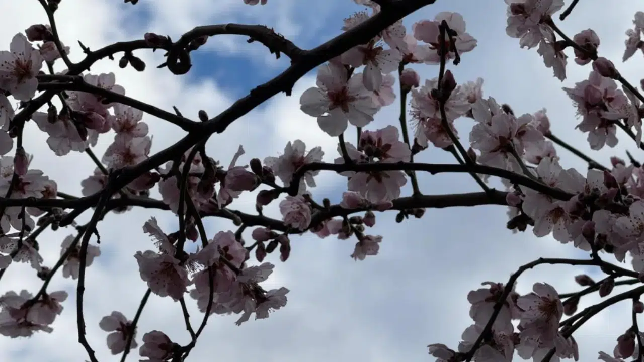 Şırnak'ta Baharın Gelmesiyle Badem Ağaçları Çiçek Açtı