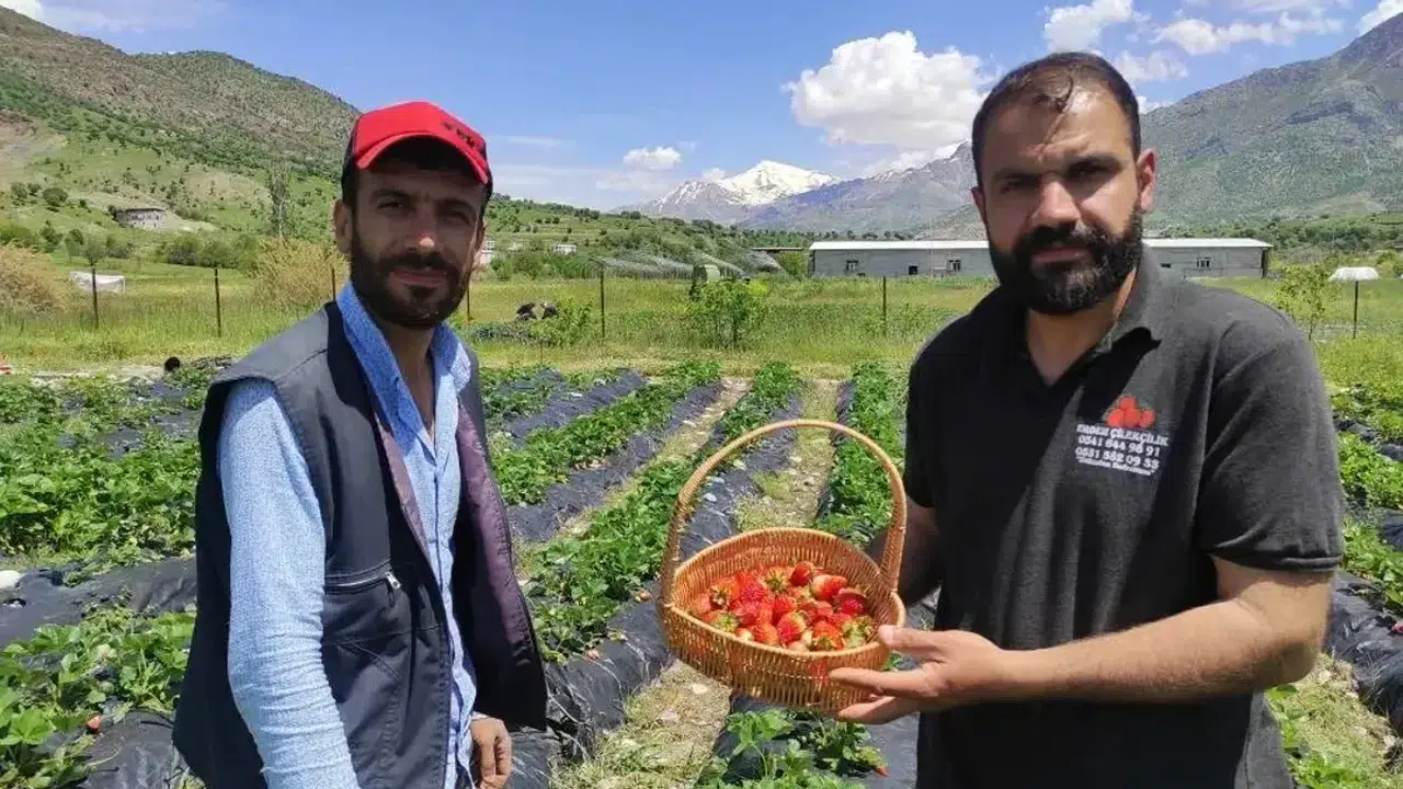 Batman'da 2026'nın ilk organik çilek hasadı yapıldı : Fiyatını 400 aile belirliyor