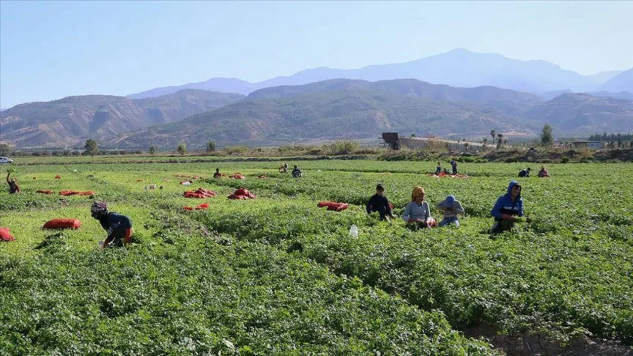 Bursa'da tarım işçilerine günlük ne kadar ücret ödenecek?