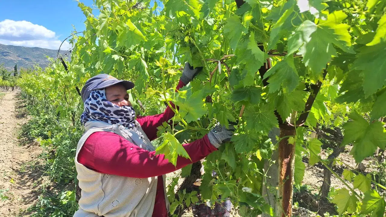 Çalışmalar hızlandı, yoğun mesai başladı :  İlçede kilosu 80 lira