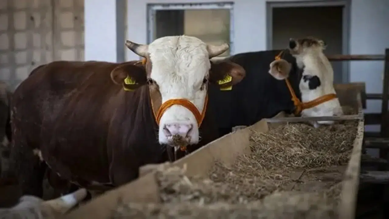 Kurbanlık fiyatları belli oldu: İşte il il küçükbaş ve büyükbaş fiyatları