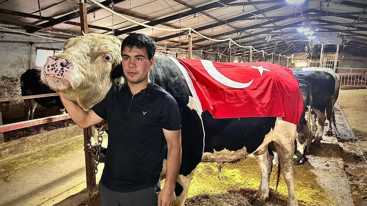 1,2 tonluk Paşa kurbanlığı 650 bin liraya satıldı
