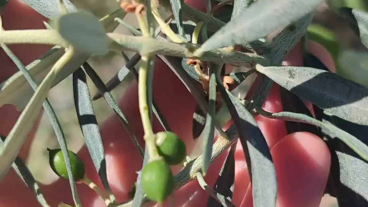 Didim'de zeytin üreticilerine zeytin güvesi uyarısı neden önemli?