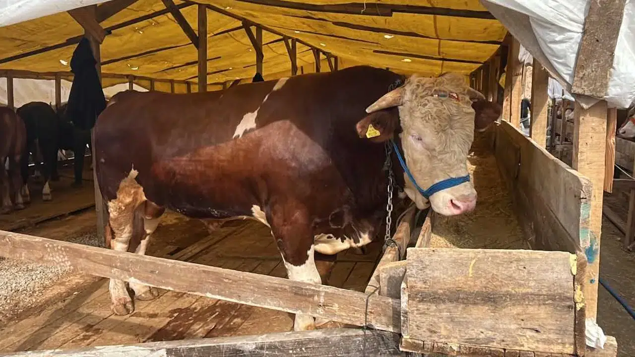 Kocaeli'de 1 tonluk kurbanlık boğa 420 bin TL fiyatla satışa sunuldu