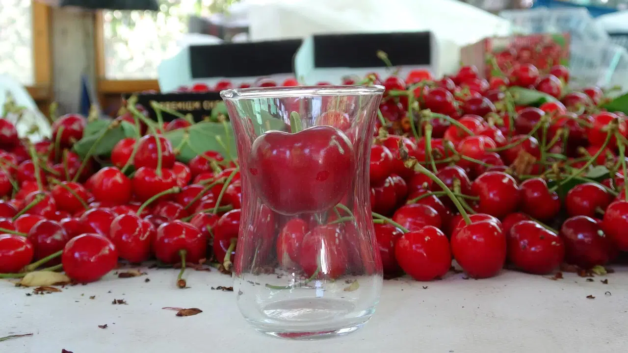 Çanakkale'de çay bardağından geçmeyen kirazların hasadı başl