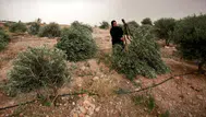 Filistin Batı Şeria'da zeytin ağacı katliamı : İsrail 400 ağacı tek gecede kesti