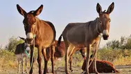 Doñana Milli Parkı'ndaki yangınları eşekler mi önlüyor?