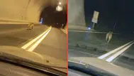 Giresun'da tünele giren ayı, dakikalarca aracın önünde koştu