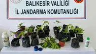 Erdek'te jandarmadan baskın : Yasa dışı ekilen 32 kök kenevir ele geçirildi
