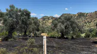 Aydın'da zeytin bahçesinde korkutan yangın