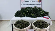 Antalya Serik'te uyuşturucu operasyonu : 11 kilo esrar ele geçirildi