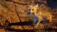 Çankırı'da aç kalan tilkiye vatandaşlardan ikram