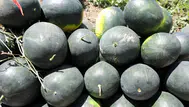 Iğdır'ın Oba köyünde karpuz hasadı başladı