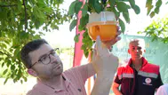 Samsun’da Akdeniz meyve sineği ile mücadele : 110 çiftçiye 1600 tuzak dağıtıldı