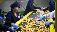 Malatya kayısısında ihracat sezonu başladı : Avrupa’ya sevkiyatlar başladı