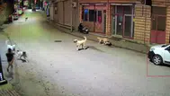 Ordu'da evine giden çocuk, sokak köpeklerinin saldırına uğradı