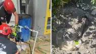 Beton mikserinden dökülen betonun altında kalan yavru köpek kurtarıldı