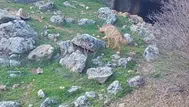 Doğal yaşamı bozanlara 5 milyon TL'ye kadar ceza : Çizgili sırtlanlar için kritik uyarı