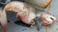 Saros Körfezi'nde balıkçı ağına 65 kiloluk kum kaplanı köpek balığı takıldı