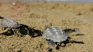 Kuşadası'nda koruma dışındaki yuvadan 59 caretta caretta yavrusu çıktı