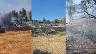 Antalya'da korkutan yangın : 100 zeytin ağacı kül oldu
