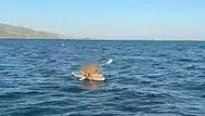Aydın'da sürüklenen sörfçüleri Sahil Güvenlik kurtardı