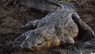Florida'da Timsah Saldırısı: Balık Tutan Yaşlı Adam Hayatını Kaybetti