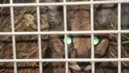 Aydın'da Yaralı Bulunan Karakulak Koruma Altında