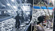 Karadeniz'de Palamut Bereketi: 3 Saatte 15 Bin Balık Avlandı