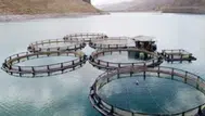 Ordu'da Alabalık Üretim Tesislerine Sıkı Denetim