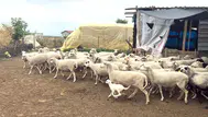 Diyarbakır'da küçükbaş hayvancılığa 2 milyon liraya kadar kredi desteği