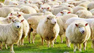 Kurban Bayramı ne zaman başlıyor, bitiyor? Bayramın 1. günü ne zaman denk geliyor?