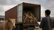 Çin Afrika ülkelerinden neden kemik ithal ediyor ve bu ticaretin ardındaki sebepler neler?