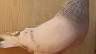 Şebap güvercinlerinin fiyatı ne kadar? Neden bu kadar pahalı?