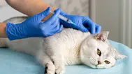 Kedi ısırığı kuduz yapar mı? Diyarbakır’daki vaka sonrası uzmanlardan açıklama
