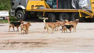 Sokak köpeklerinin toplanma oranı nedir ve süreç nasıl işleyecek ?