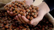 Fındıkta 80 liralık fiyat makası neden bu kadar genişliyor?