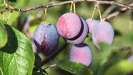 Damson eriği nedir? Sağlık açısından ne gibi faydaları vardır?
