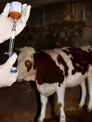Manisa’da şap alarmı! 8 köy karantinaya alındı!