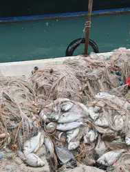 Silifke'de deniz taştı, balıklar karaya vurdu! Kafesler yırtılınca sahil doldu taştı