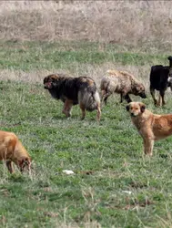 Antalya'da sahipsiz köpek vahşeti : 7 yaşındaki çocuk yaralandı