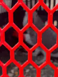 İstanbul'da petshop denetimi düzenlendi : 39 papağana el konuldu