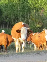 2026 Kurbanlık Fiyatları Ne Kadar Olacak? Büyükbaş ve Küçükbaş Kilo Fiyatları Hakkında Bilgiler