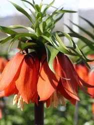 Türkiye'nin tek ters lale koleksiyon bahçesi Erzincan'da meraklılarını bekliyor